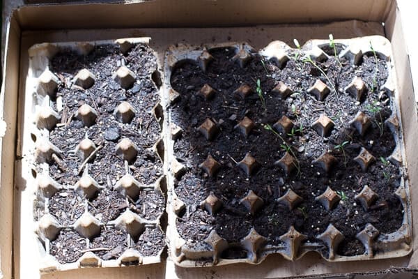 Chaos 'n' Sprinkles 3-11