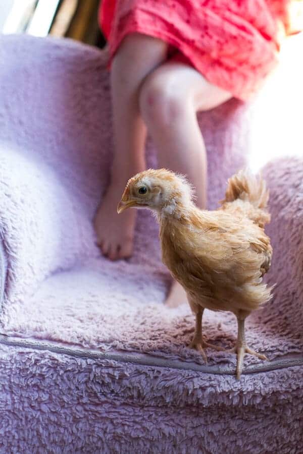 Chaos 'n' Sprinkles | halfbakedharvest.com