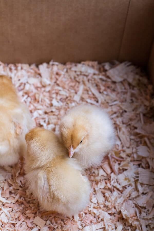 Chaos 'n' Sprinkles | halfbakedharvest.com