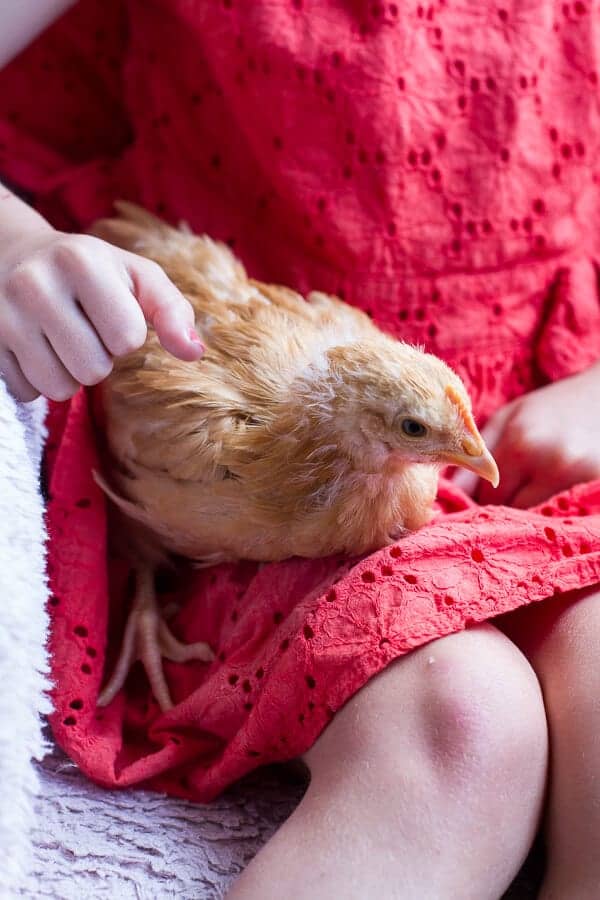 Chaos 'n' Sprinkles | halfbakedharvest.com