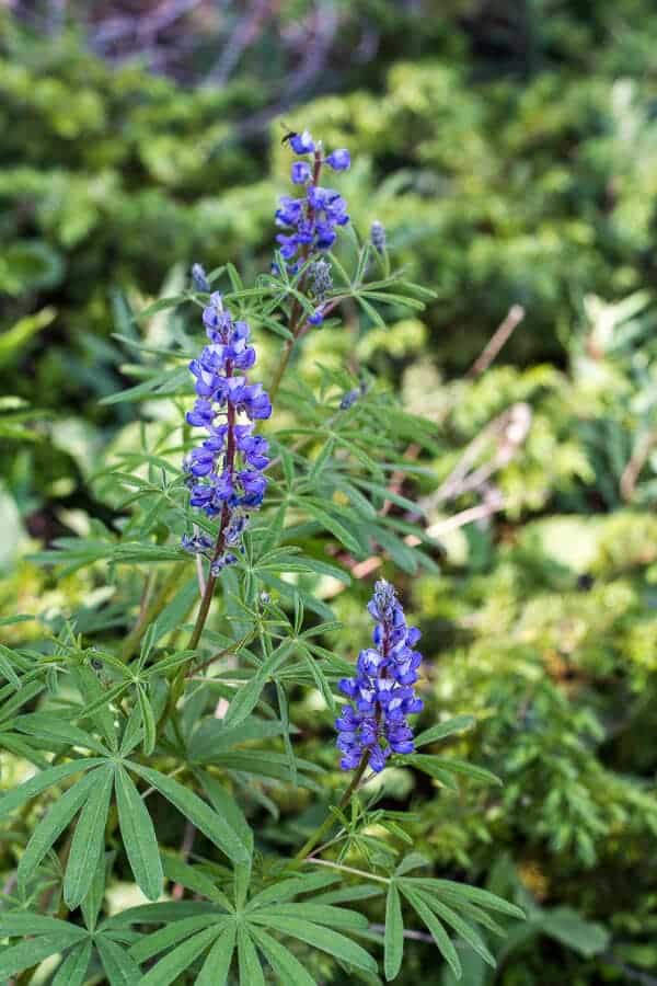 Let's Go on Mid Summer Hike Together | halfbakedharvest.com