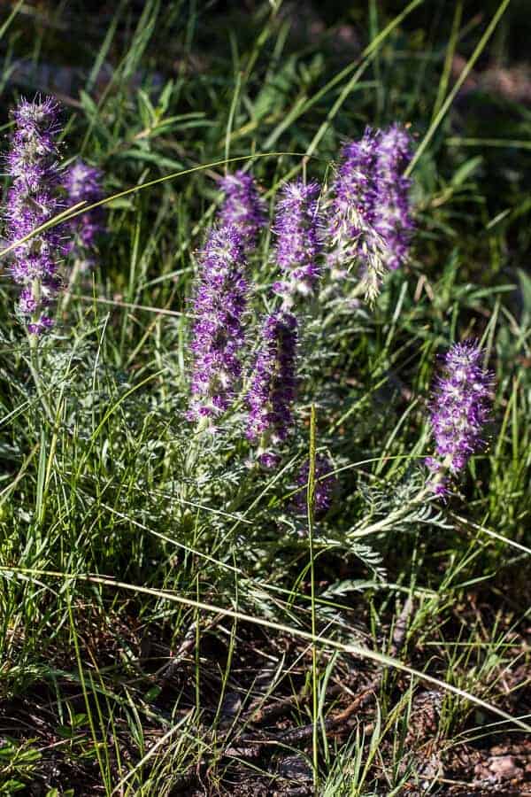 Let's Go on Mid Summer Hike Together | halfbakedharvest.com