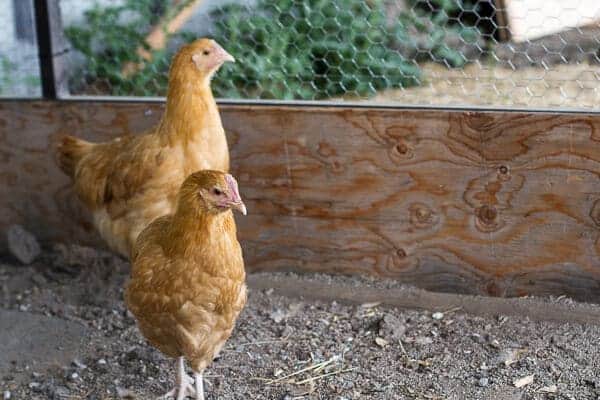 Let's Go on Mid Summer Hike Together | halfbakedharvest.com