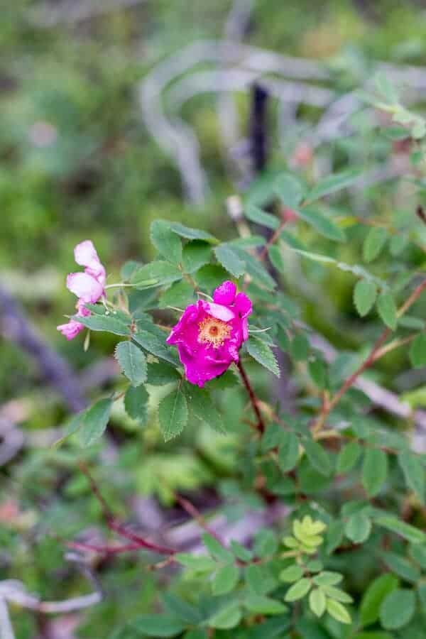 Let's Go on Mid Summer Hike Together | halfbakedharvest.com