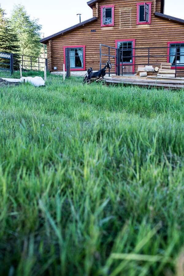 Everyone...It's Time to Meet the Goats (PHOTOS!)! | halfbakedharvest.com @hbharvest