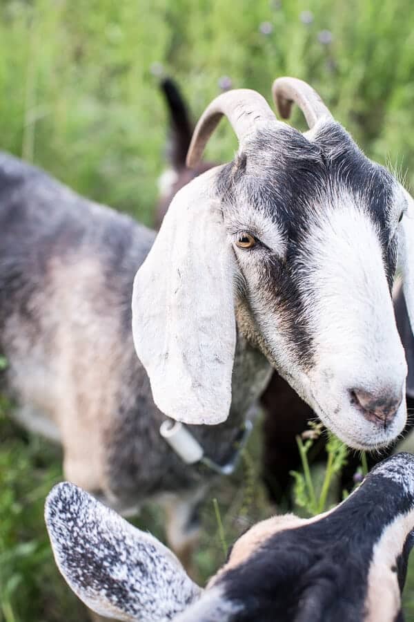 Double Chocolate Hawaiian Tiramisu | halfbakedharvest.com @hbharvest