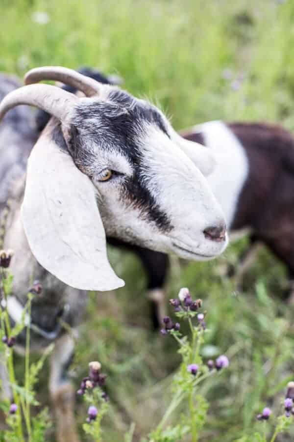 Double Chocolate Hawaiian Tiramisu | halfbakedharvest.com @hbharvest