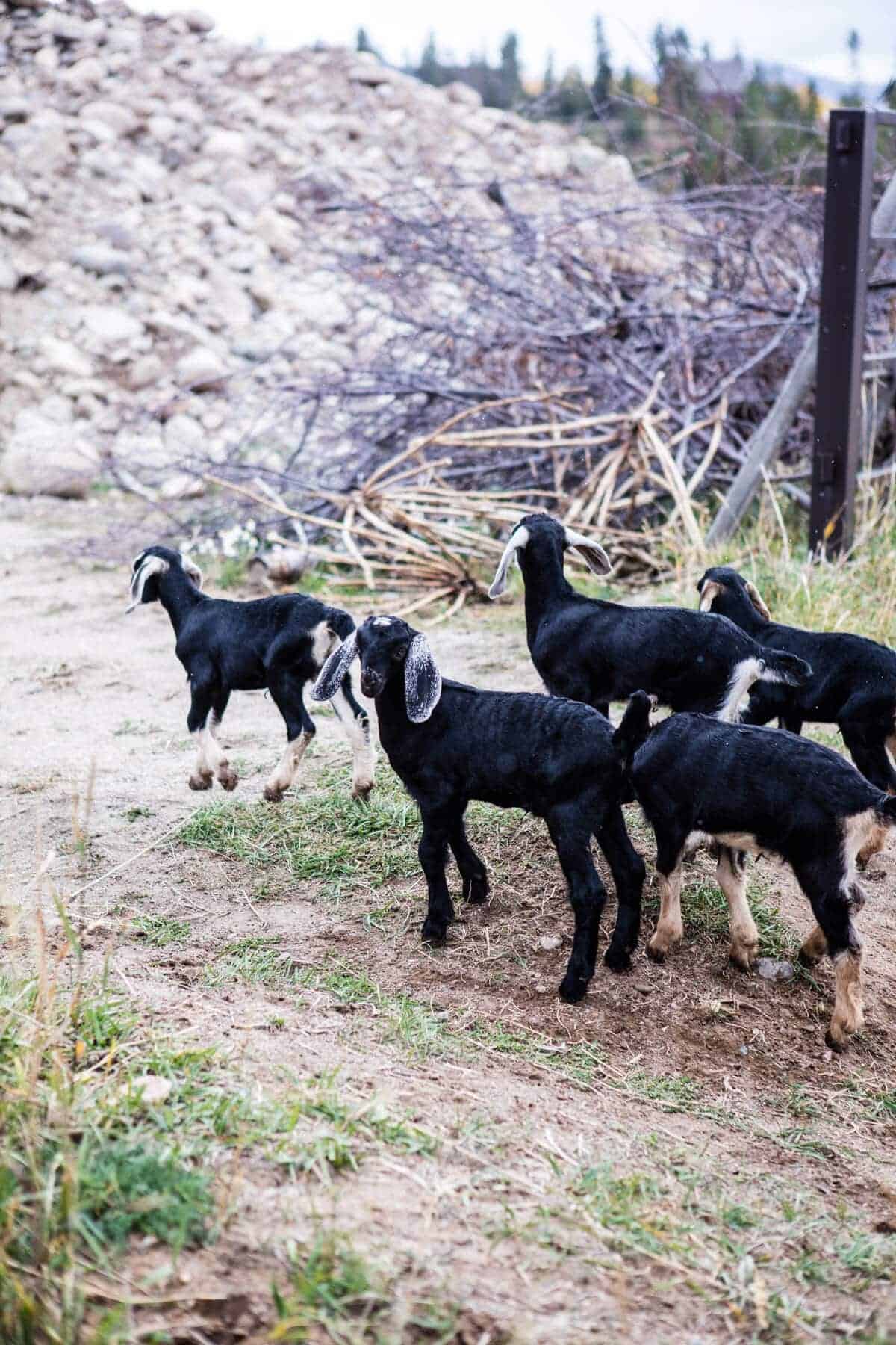 Baby Goat Photos + All Things Fall | halfbakedharvest.com @hbharvest