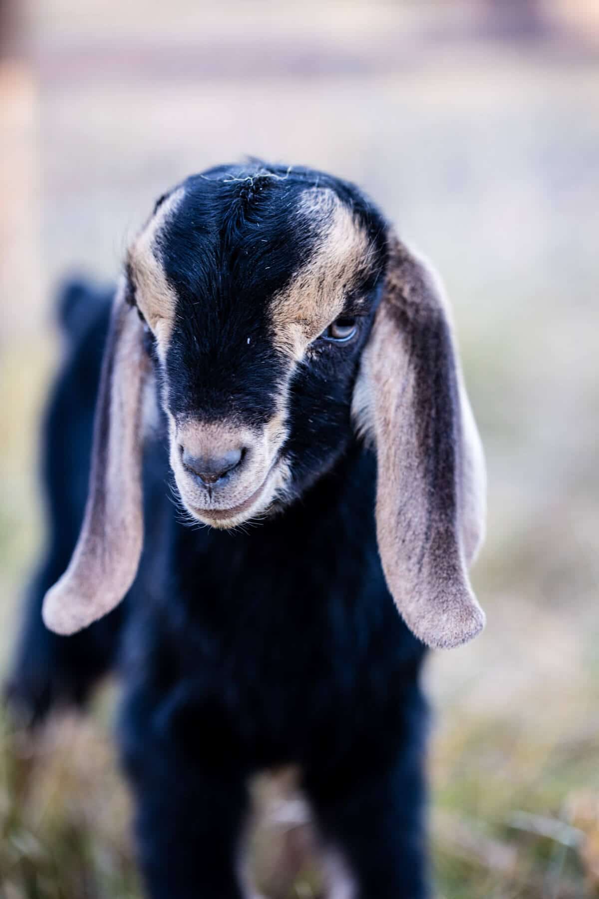 Baby Goat Photos + All Things Fall | halfbakedharvest.com @hbharvest