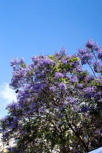 Family Trip To San Diego | halfbakedharvest.com @hbharvest