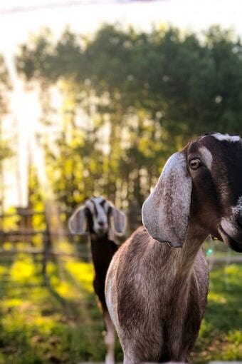 Nine Favorite Things | halfbakedharvest.com