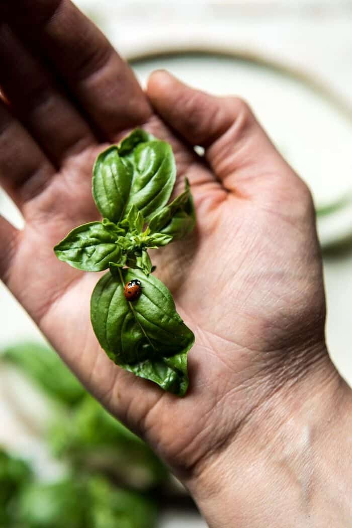 basil with lady bug on it