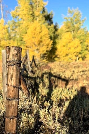 Nine Favorite Things | halfbakedharvest.com