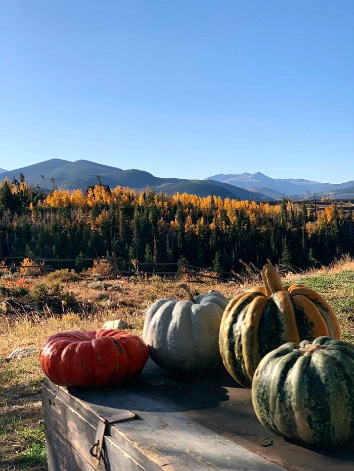 Nine Favorite Things | halfbakedharvest.com