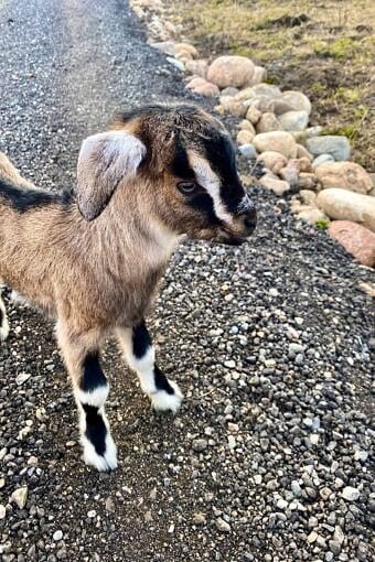 Nine Favorite Things | halfbakedharvest.com