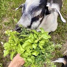 Nine Favorite Things | halfbakedharvest.com