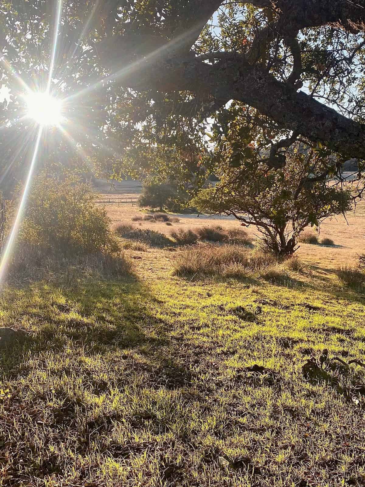 Nine Favorite Things | halfbakedharvest.com