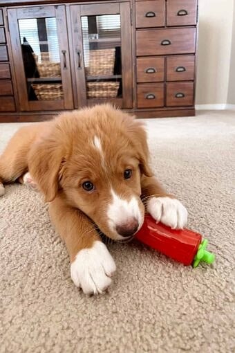 Nine Favorite Things | halfbakedharvest.com