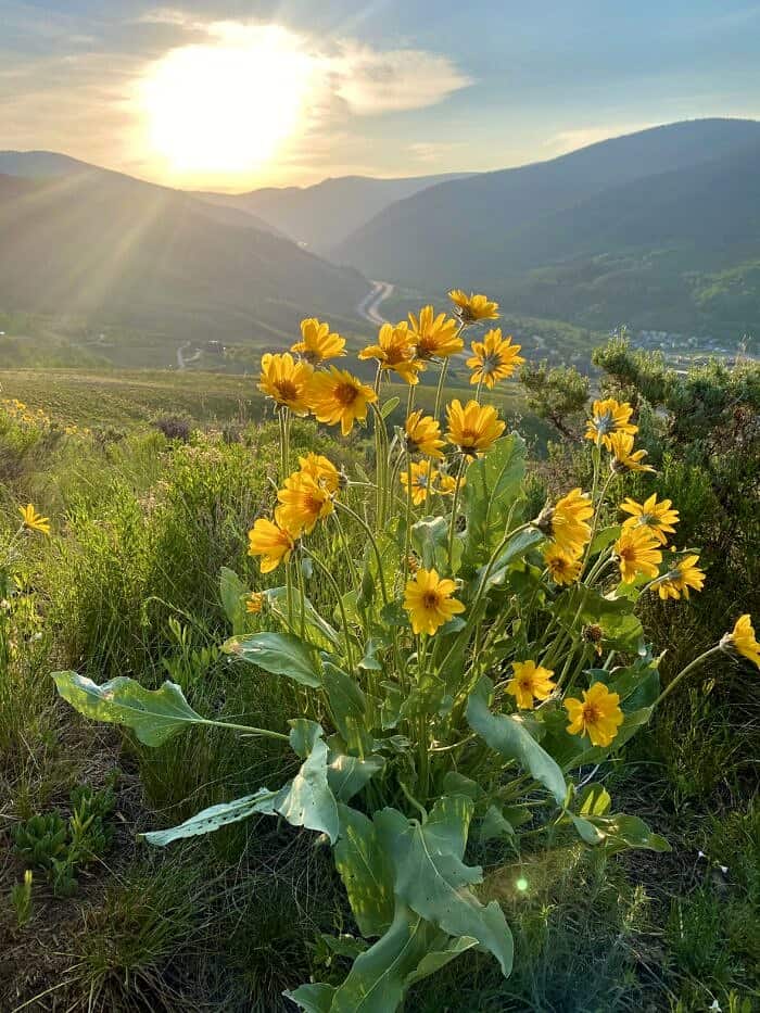 Nine Favorite Things | halfbakedharvest.com