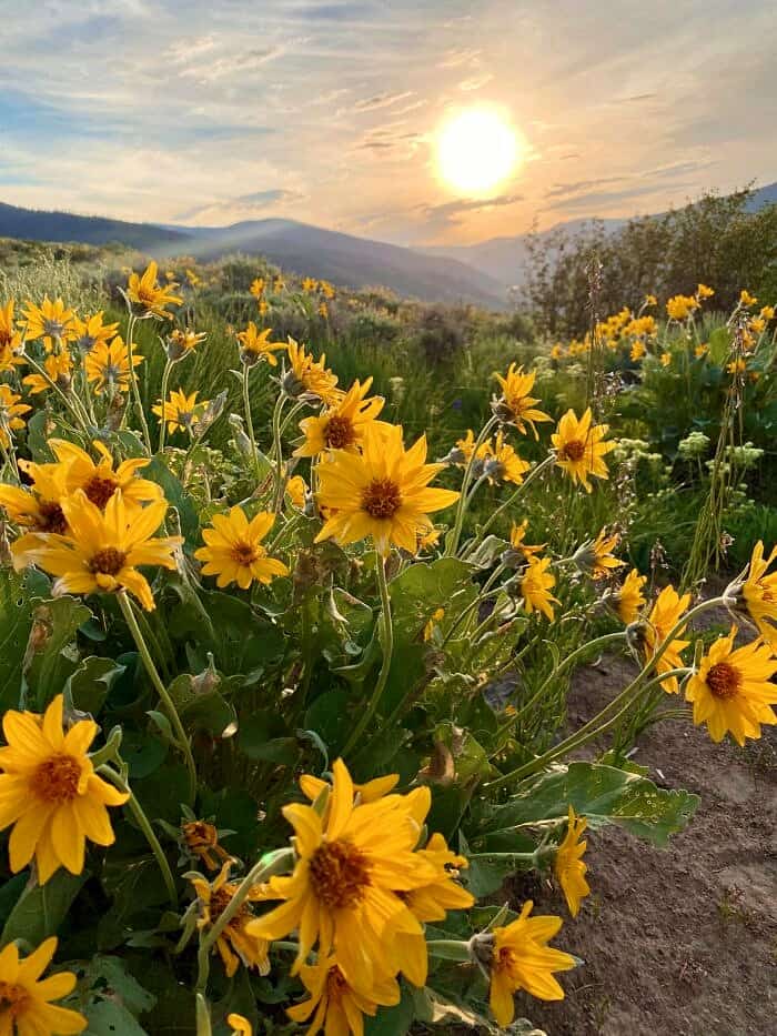 Nine Favorite Things | halfbakedharvest.com