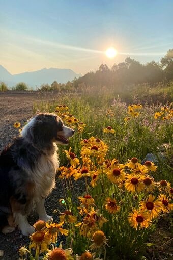 Nine Favorite Things | halfbakedharvest.com