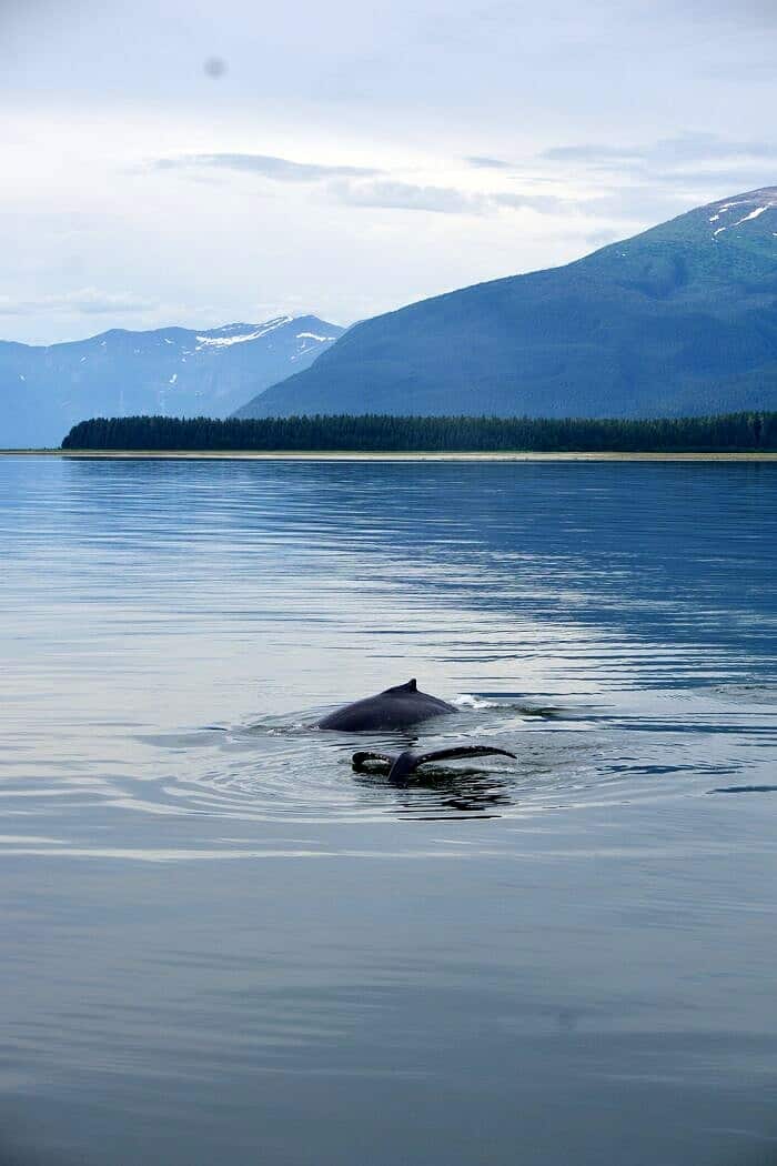 Nine Favorite Things | halfbakedharvest.com