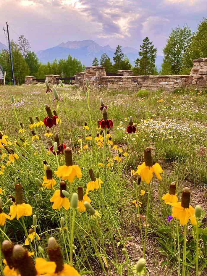 Nine Favorite Things | halfbakedharvest.com