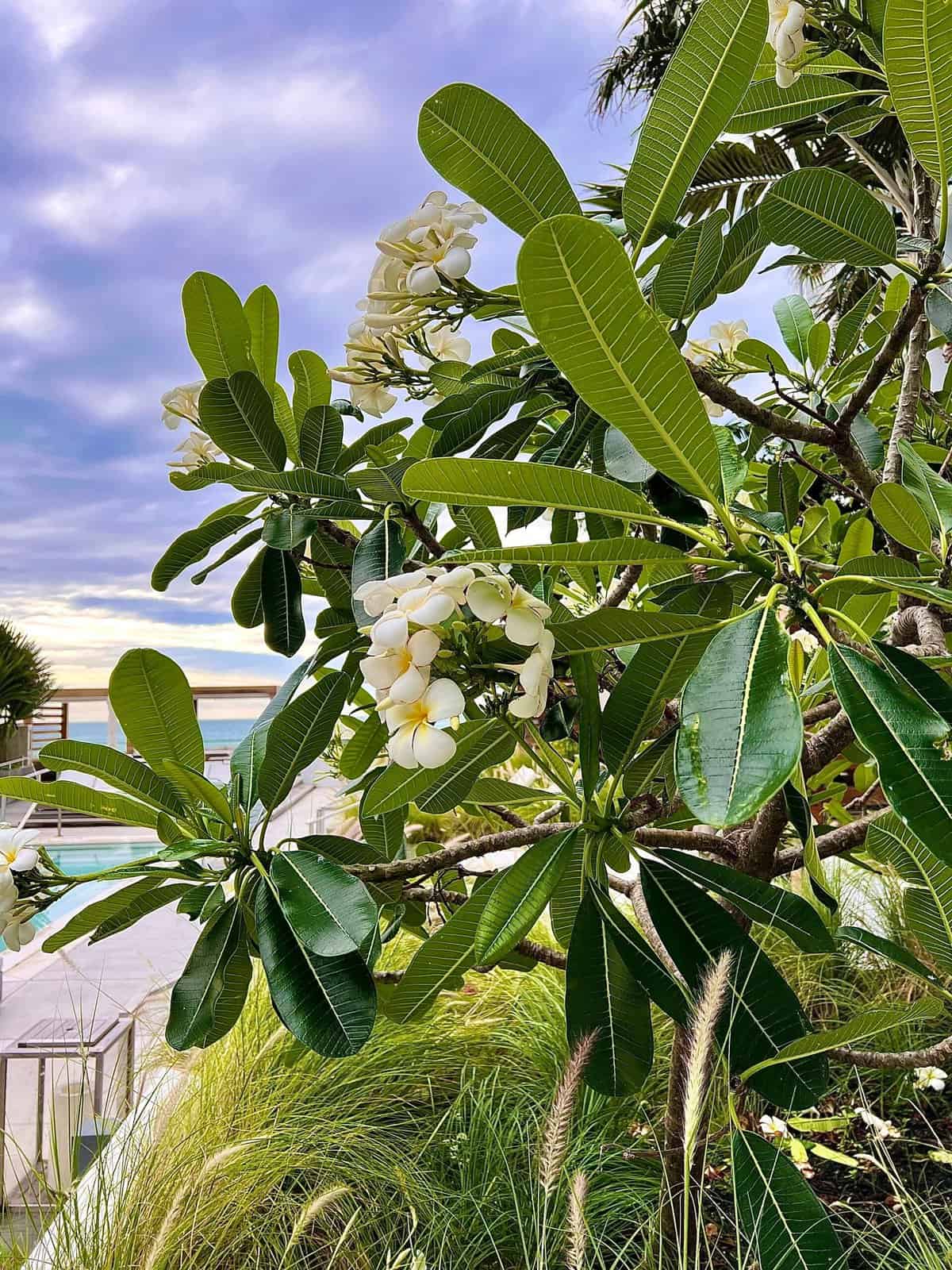 Nine Favorite Things | halfbakedharvest.com