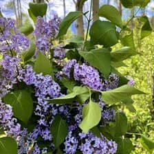 Nine Favorite Things | halfbakedharvest.com