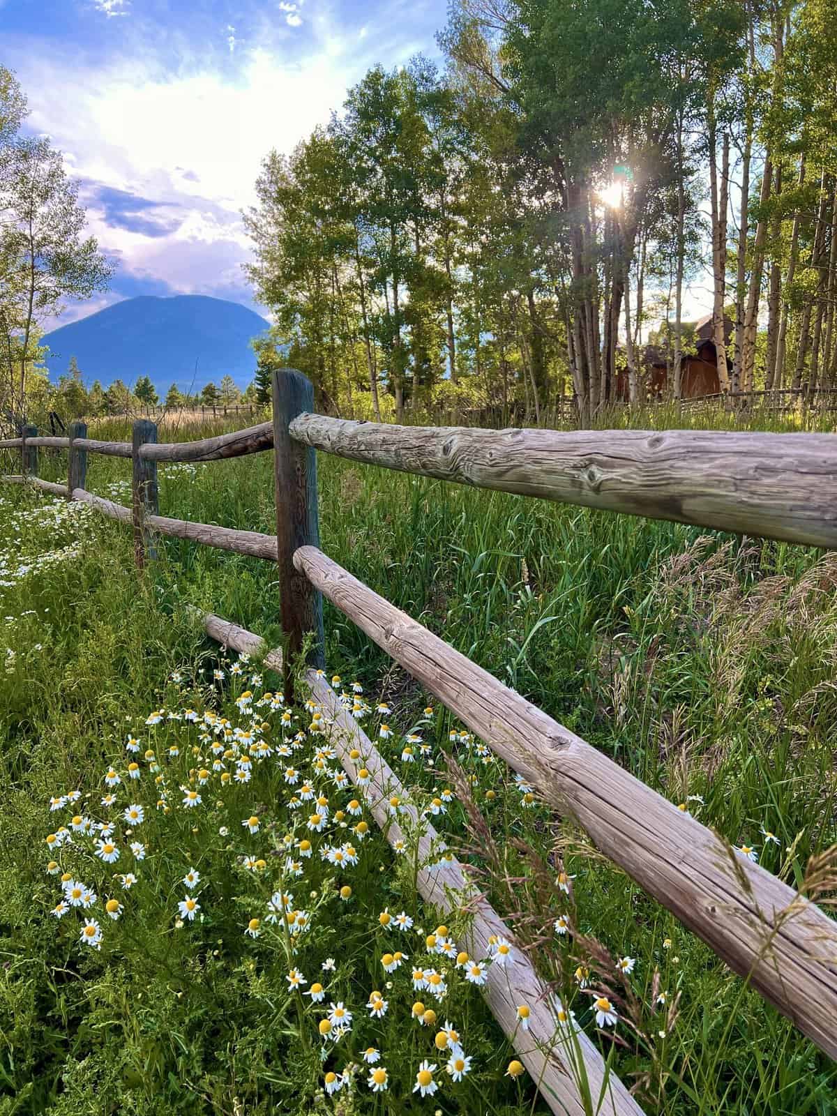 Nine Favorite Things | halfbakedharvest.com