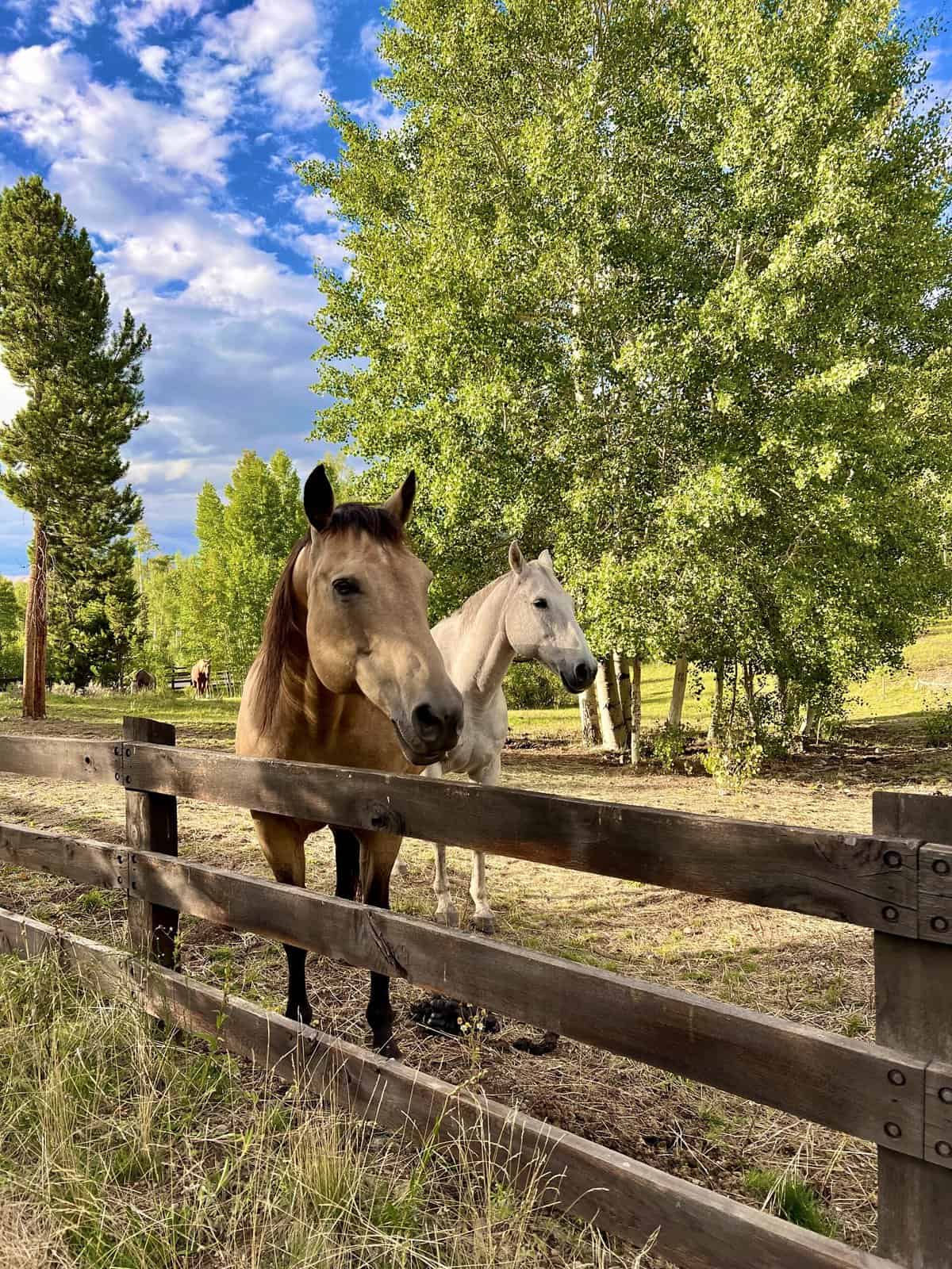 Nine Favorite Things | halfbakedharvest.com