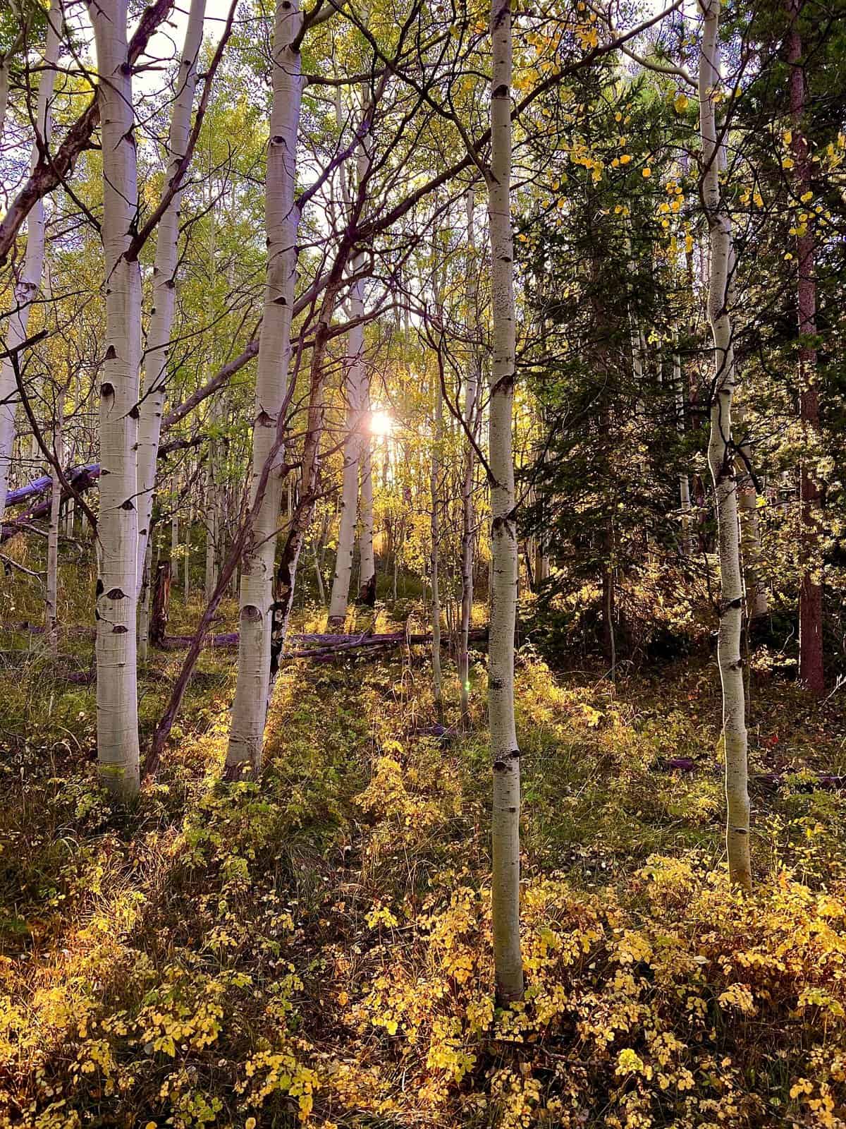 Nine Favorite Things | halfbakedharvest.com