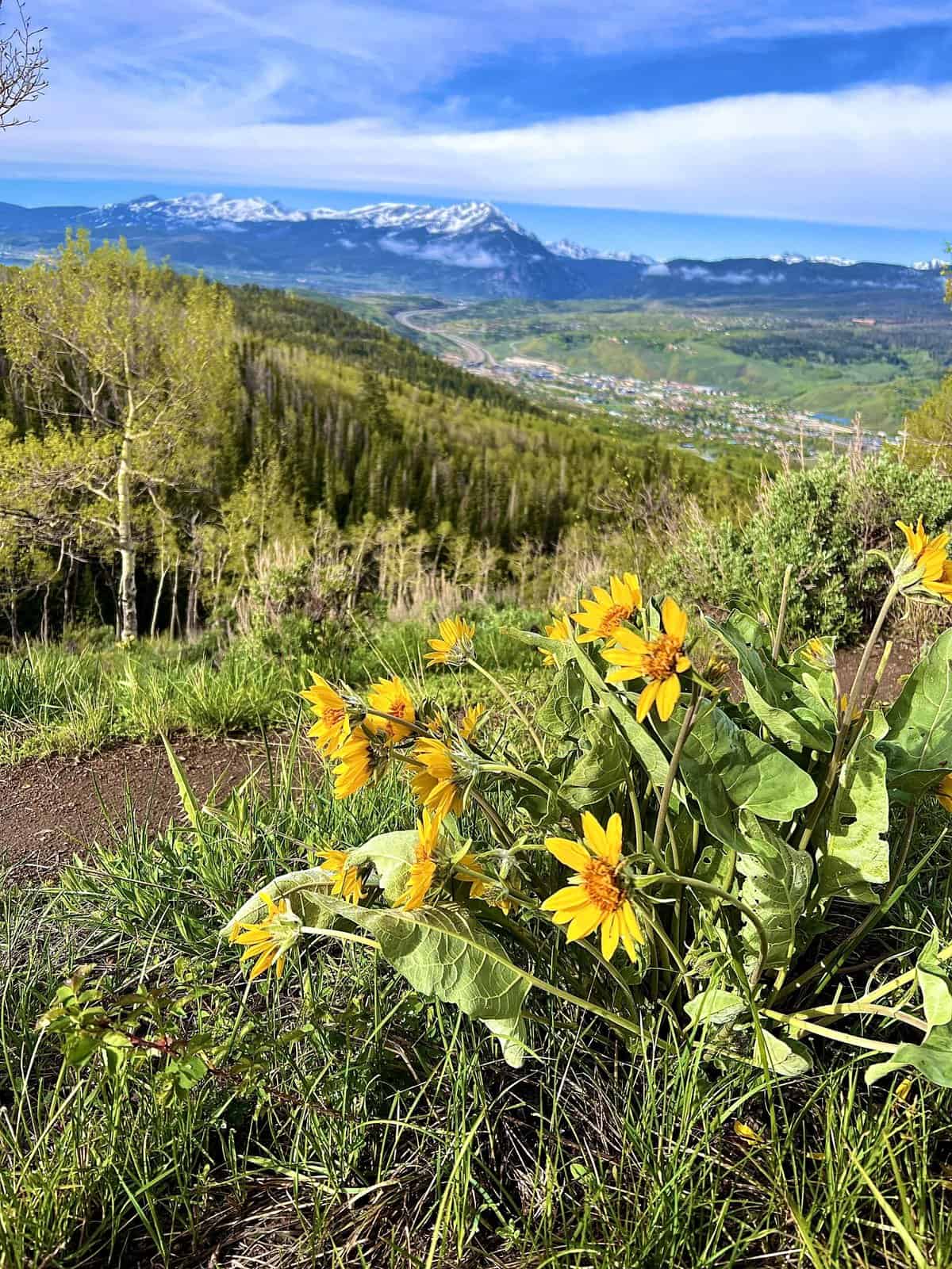 Nine Favorite Things | halfbakedharvest.com