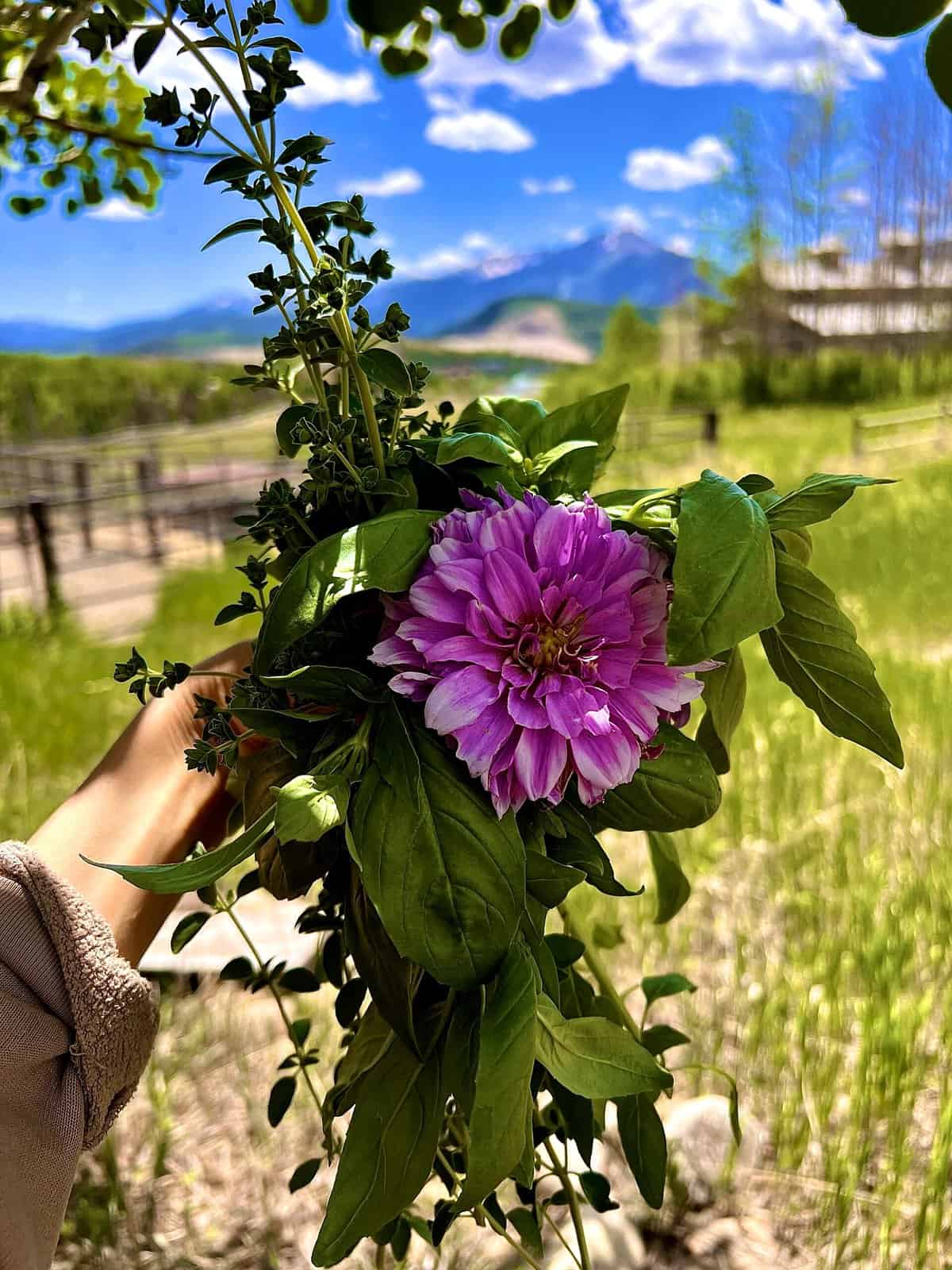 Nine Favorite Things | halfbakedharvest.com