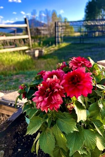 Nine Favorite Things | halfbakedharvest.com