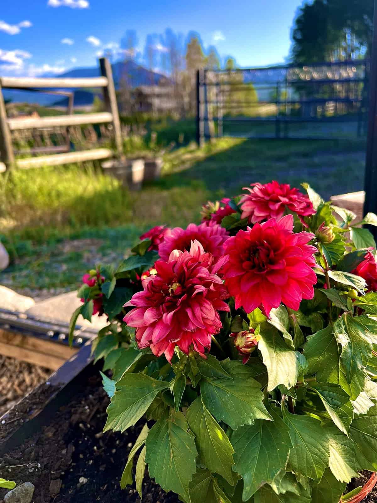 Nine Favorite Things | halfbakedharvest.com