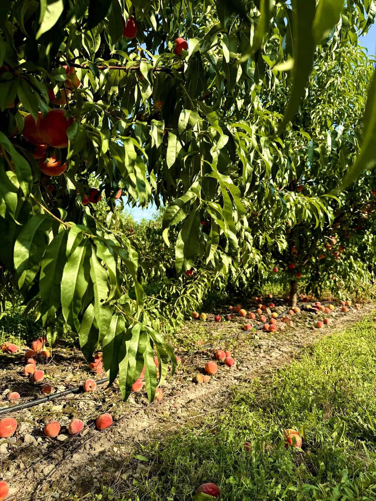 nine favorite things