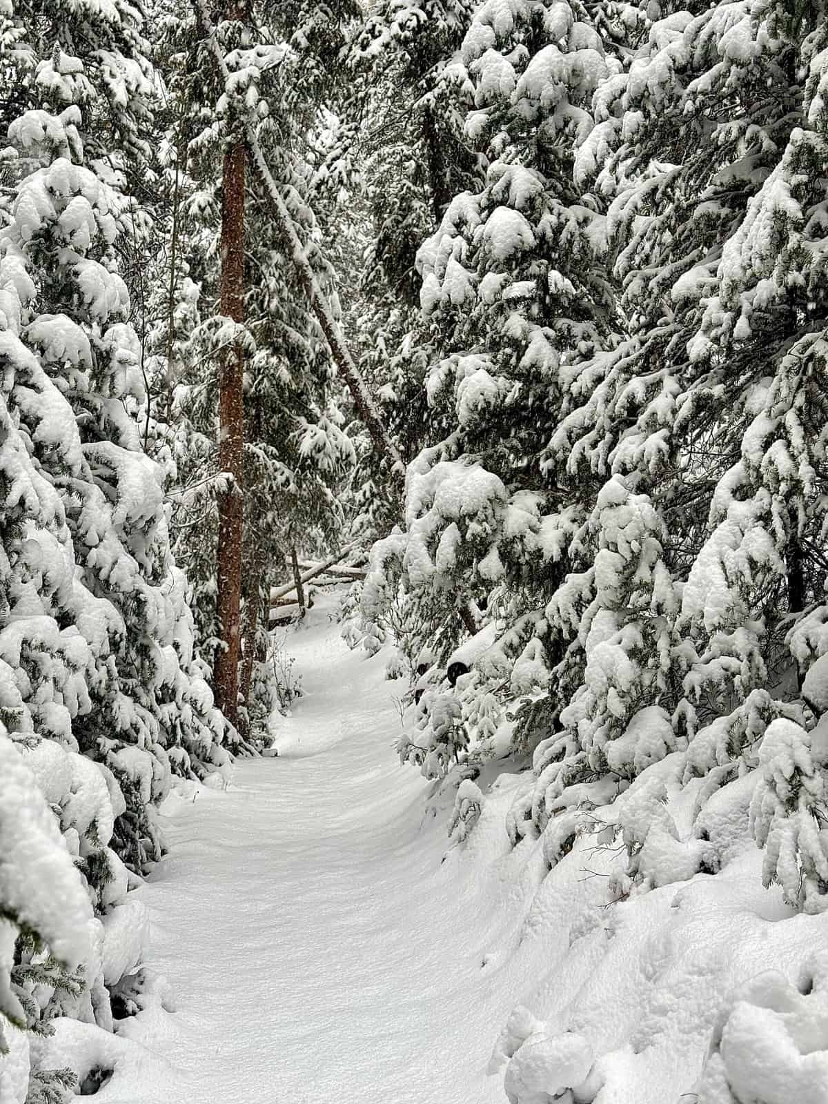 nine favorite things 