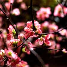 Nine Favorite Things | halfbakedharvest.com